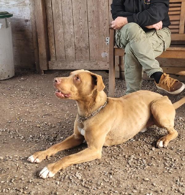 Zoro, splendido Pitbull Red Nose Foto 5